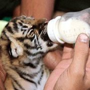 Tigercub